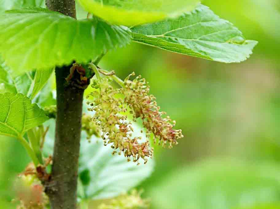 桑樹??.jpg 桑樹??.jpg