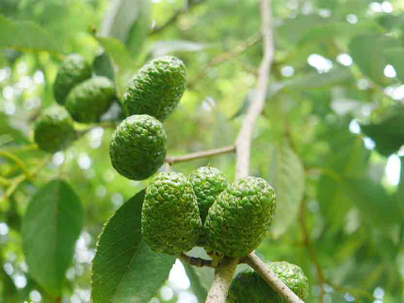 愷木1.jpg 愷木1.jpg