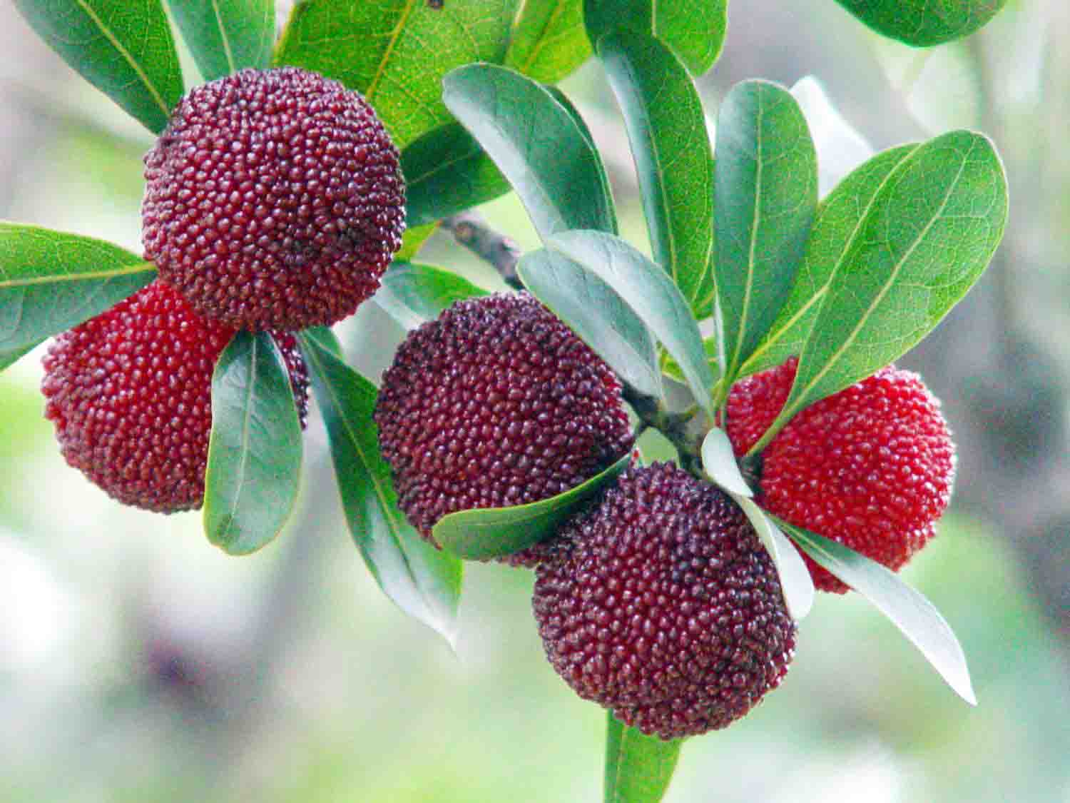 楊梅.jpg 楊梅.jpg