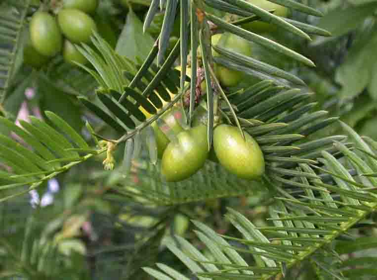 三尖??.jpg 三尖??.jpg