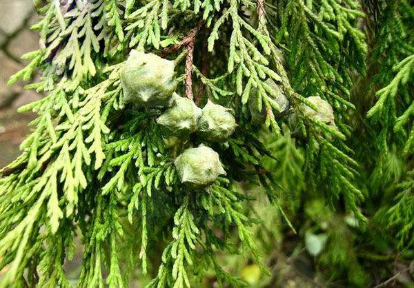 側(cè)柏.jpg 側(cè)柏.jpg