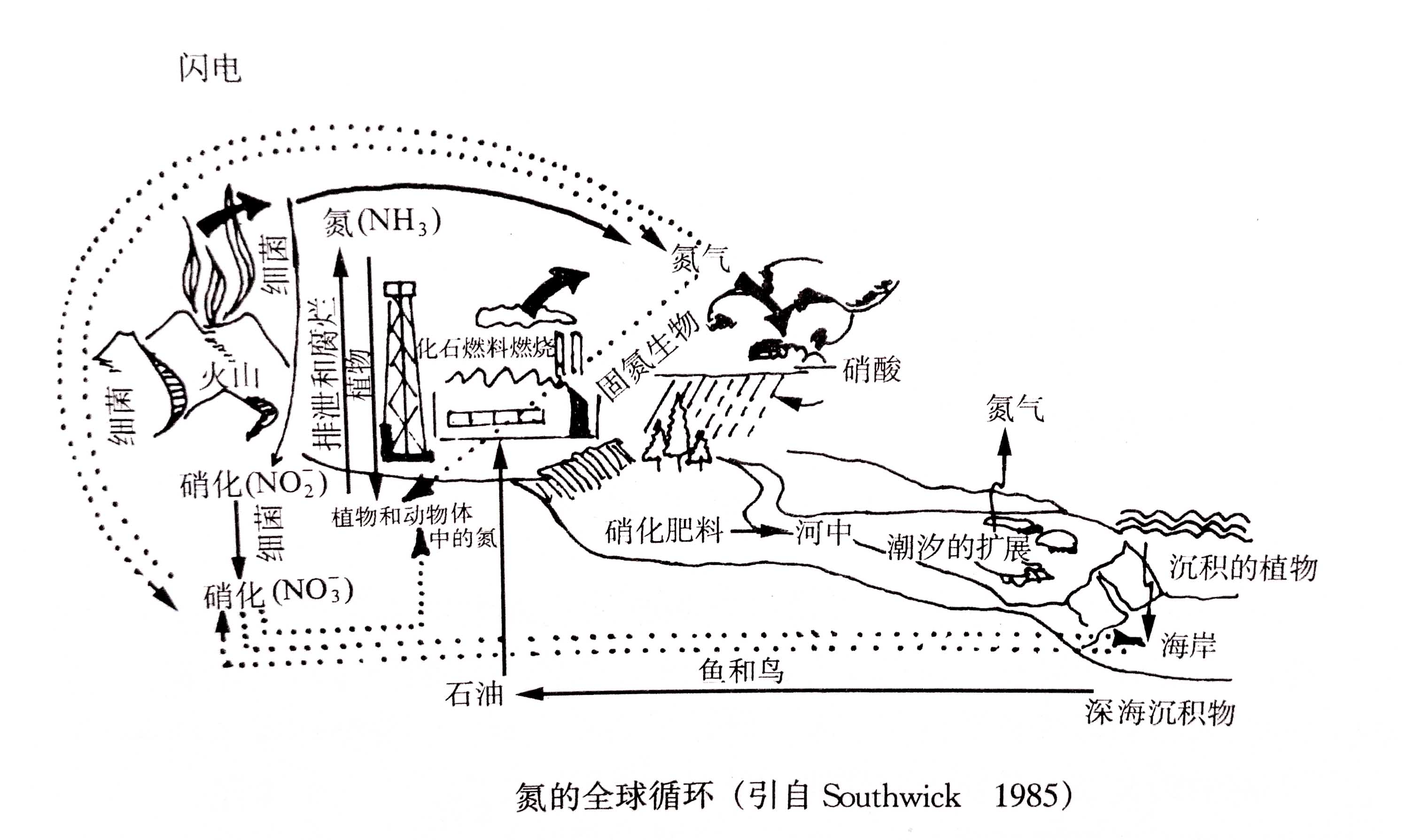 生態(tài)系統(tǒng)的物質循環(huán)——氮、磷、硫循環(huán)